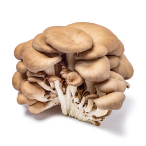 Oyster Mushroom