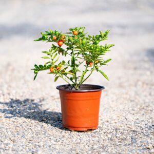 Jerusalem Cherry