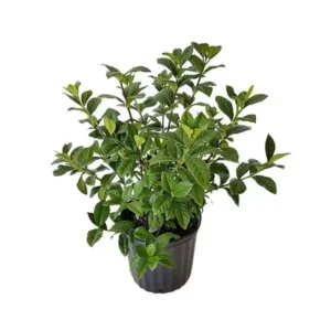 2-year-old Gardenia sapling