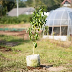 Peach Tree Sapling