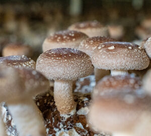 Freshly Harvested Organic Mushrooms