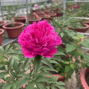 芍药花（一盆）