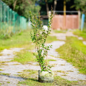 Crape Myrtle - Already Flowering, Multiple Plants