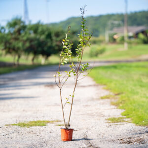 Crape Myrtle - Already Flowering, Single Plant