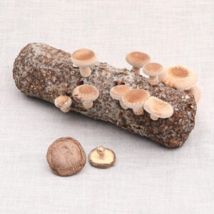 Shiitake Mushroom Spawn
