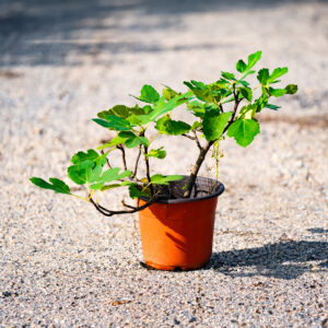 Fig Tree Sapling