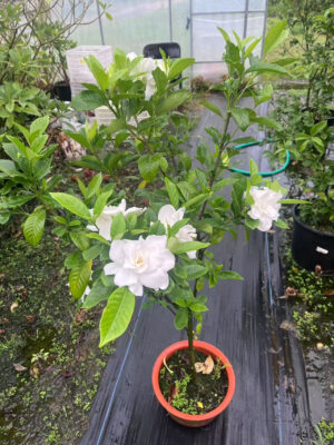 栀子花