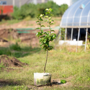 Two-year-old Pear Tree Sapling