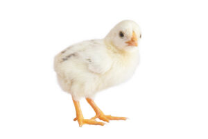 20-Day-Old Female Chicks
